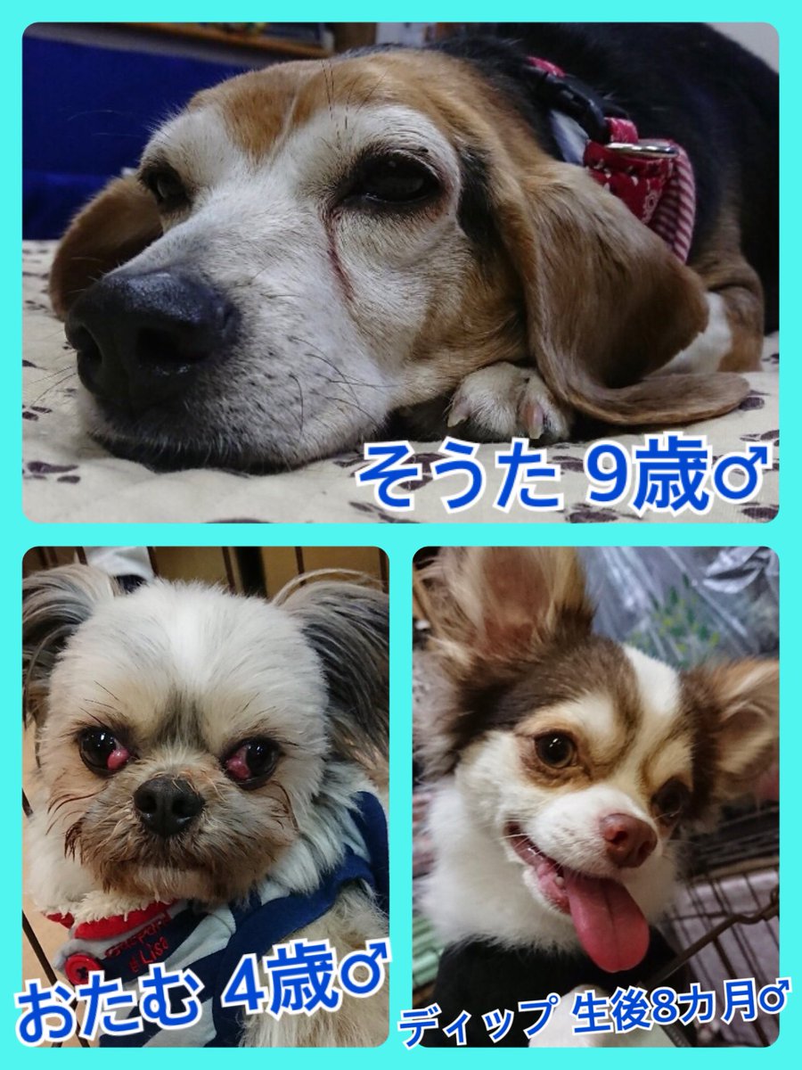 🐾今日の里親様募集中ワンコ🐶メンバーです🐾2019,4,3